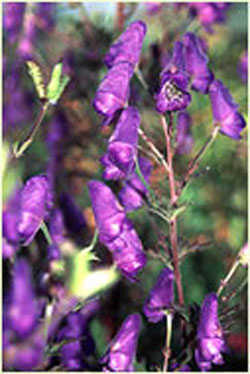 Aconitum fukutomeia