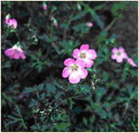 Geranium hayatanum