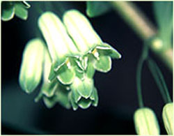 Polygonatum cyrtonema