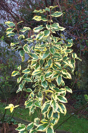 Eleagnus ebingii 'Gilt Edge'