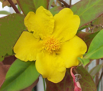 Hibbertia scandens