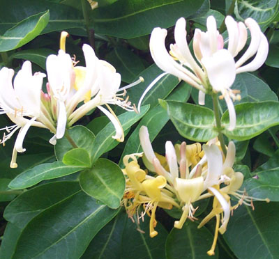 Lonicera periclymenum