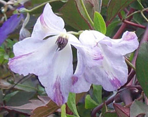 Clematis 