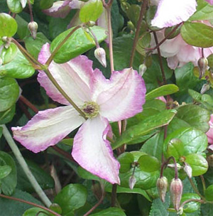 Clematis 