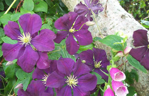 Clematis 