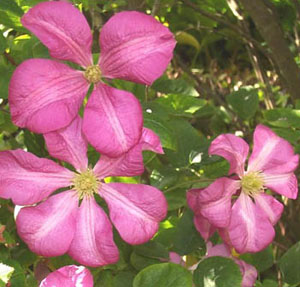 Clematis 