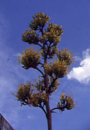 Puya