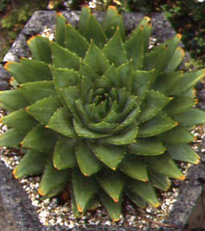 Aloe striatula