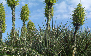 Puya