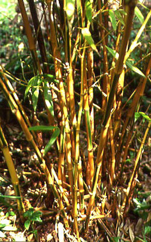 Phyllostachys bambusoides