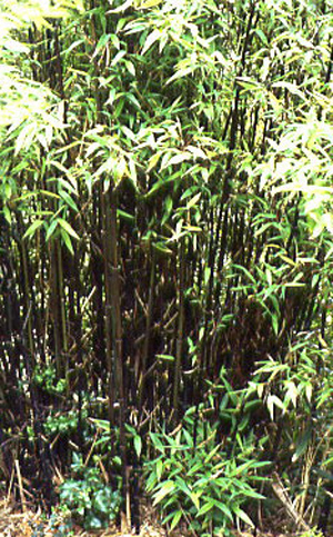 Phyllostachys nigra