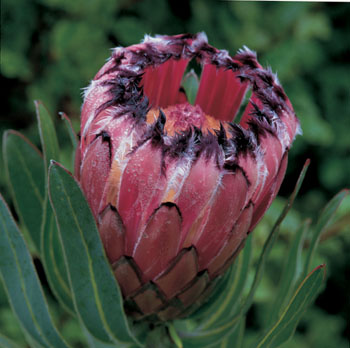 protea bud