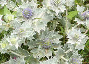 Sea Holly