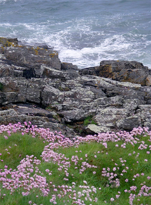 Thrift on cliffs