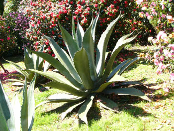 Agave