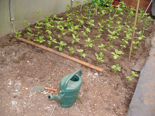 Broad Beans in polytunnel