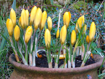 Crocuses