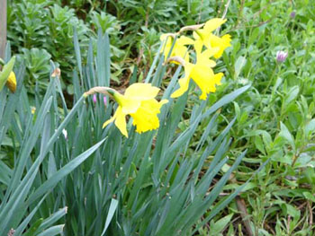 daffodils