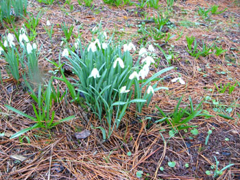 Snowdrops