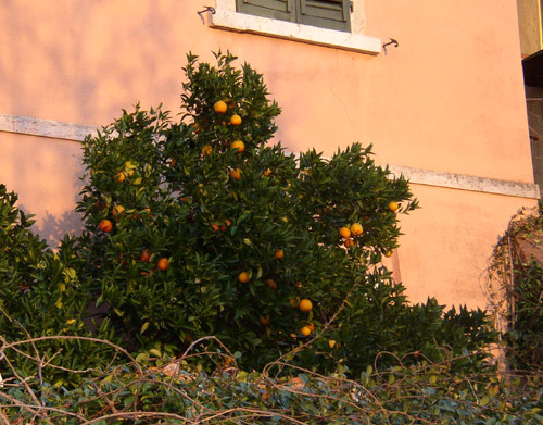 citrus tree