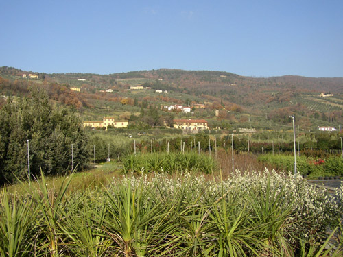 cordylines-with-view