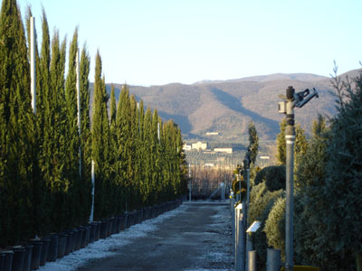 Pistoia in January