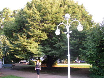 giant Fagus sylvatica 'Meredes' width=