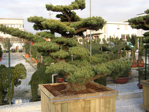 Japanese White Pine