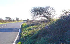 wind-pruned tree