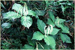 Choloranthus-oldhamii