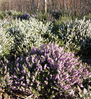 Sea Holly