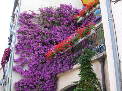 bougainvillea in southern France