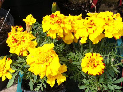 French Marigolds